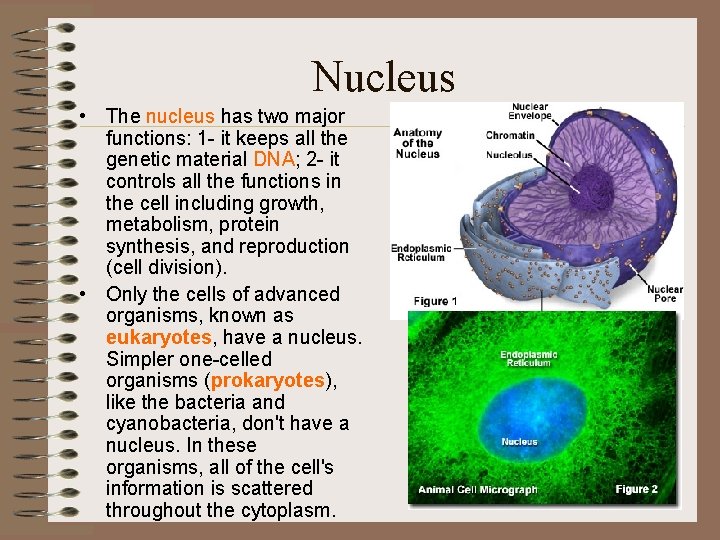 Nucleus • The nucleus has two major functions: 1 - it keeps all the