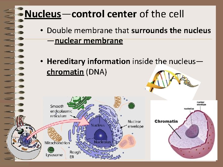 Nucleus—control center of the cell • Double membrane that surrounds the nucleus —nuclear membrane