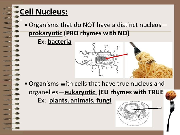 Cell Nucleus: • Organisms that do NOT have a distinct nucleus— prokaryotic (PRO rhymes