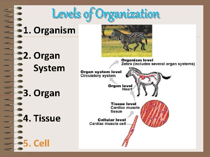 Levels of Organization 1. Organism 2. Organ System 3. Organ 4. Tissue 5. Cell