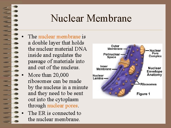 Nuclear Membrane • The nuclear membrane is a double layer that holds the nuclear