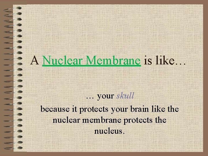 A Nuclear Membrane is like… … your skull because it protects your brain like