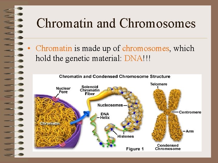 Chromatin and Chromosomes • Chromatin is made up of chromosomes, which hold the genetic