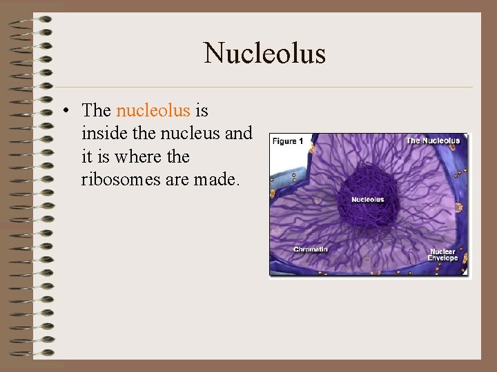 Nucleolus • The nucleolus is inside the nucleus and it is where the ribosomes