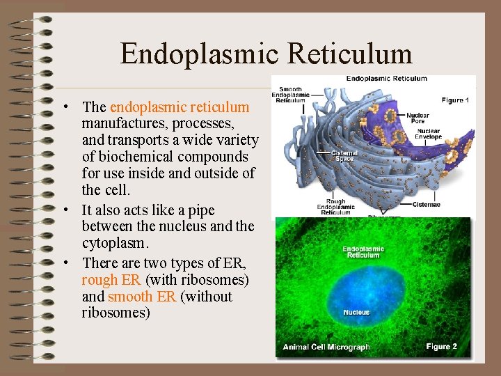 Endoplasmic Reticulum • The endoplasmic reticulum manufactures, processes, and transports a wide variety of