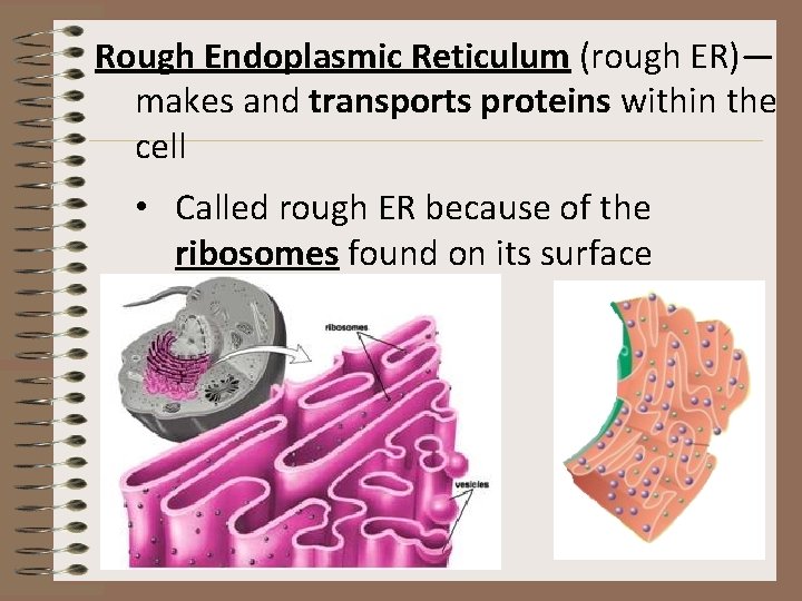Rough Endoplasmic Reticulum (rough ER)— makes and transports proteins within the cell • Called