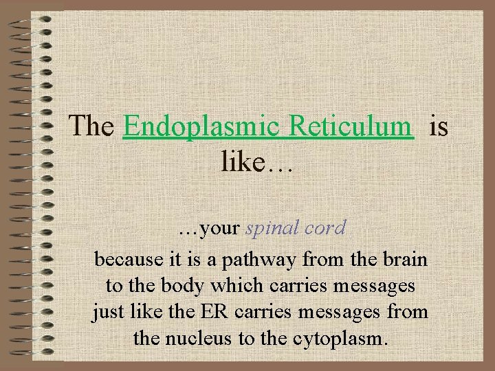 The Endoplasmic Reticulum is like… …your spinal cord because it is a pathway from