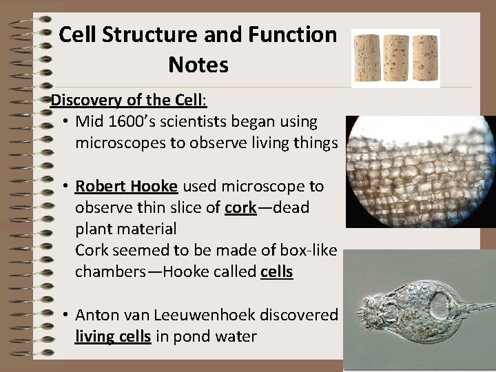 Cell Structure and Function Notes Discovery of the Cell: • Mid 1600’s scientists began