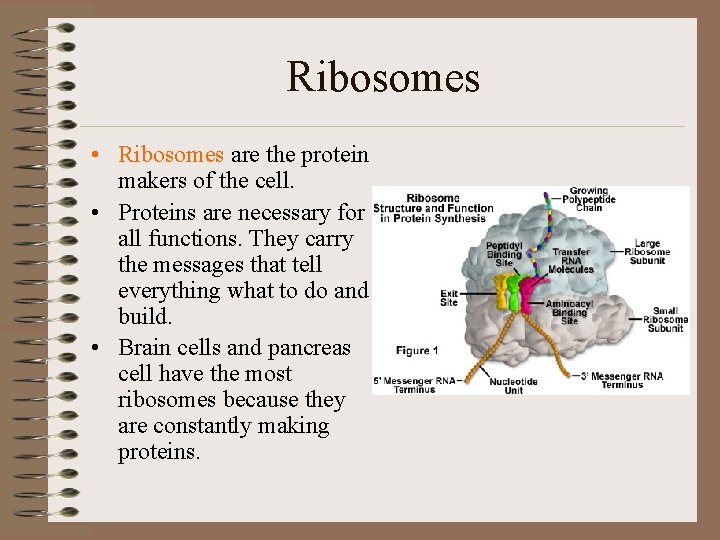 Ribosomes • Ribosomes are the protein makers of the cell. • Proteins are necessary