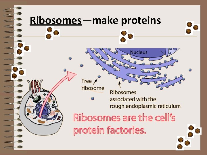 Ribosomes—make proteins 