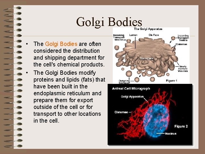 Golgi Bodies • The Golgi Bodies are often considered the distribution and shipping department