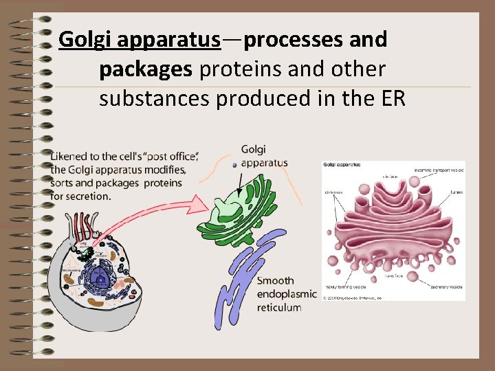 Golgi apparatus—processes and packages proteins and other substances produced in the ER 
