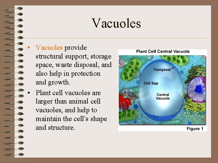 Vacuoles • Vacuoles provide structural support, storage space, waste disposal, and also help in