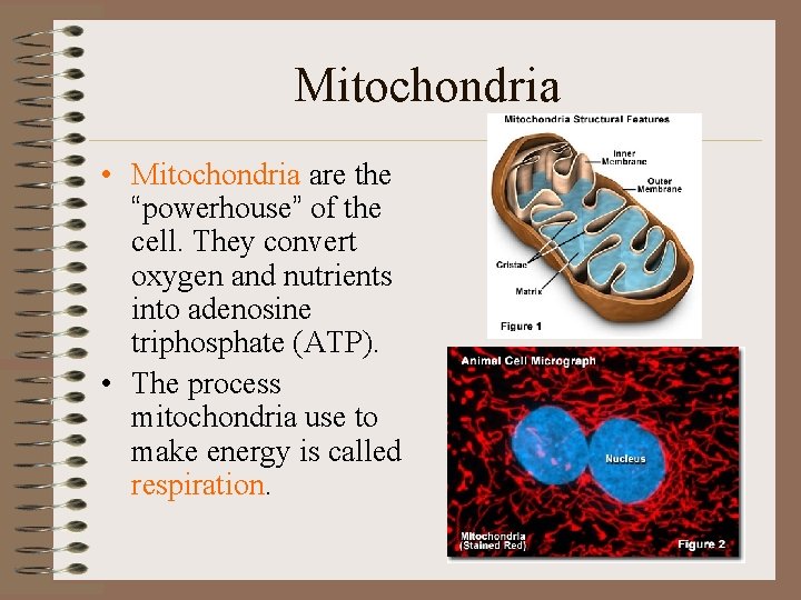 Mitochondria • Mitochondria are the “powerhouse” of the cell. They convert oxygen and nutrients