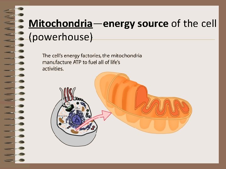 Mitochondria—energy source of the cell (powerhouse) 