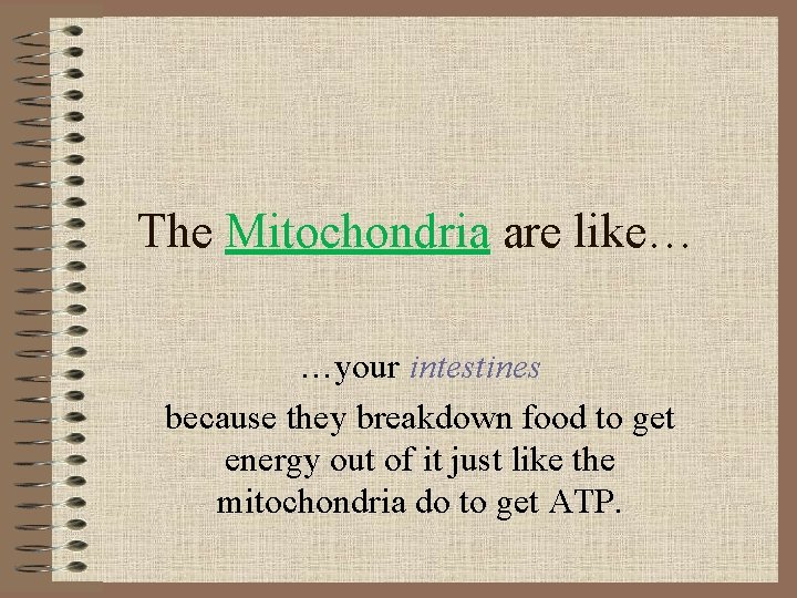 The Mitochondria are like… …your intestines because they breakdown food to get energy out