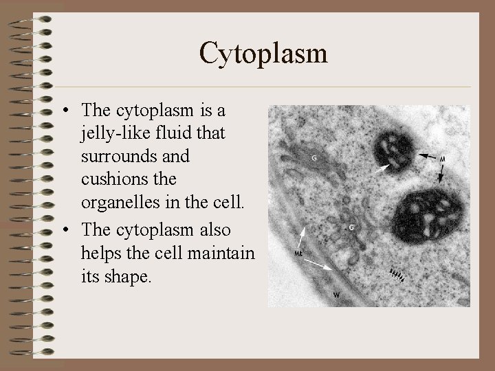 Cytoplasm • The cytoplasm is a jelly-like fluid that surrounds and cushions the organelles
