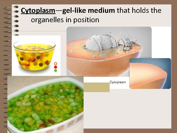 Cytoplasm—gel-like medium that holds the organelles in position 