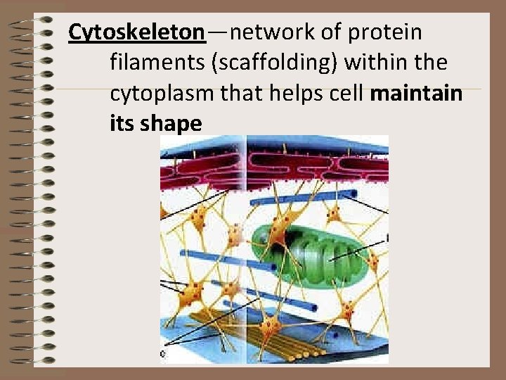 Cytoskeleton—network of protein filaments (scaffolding) within the cytoplasm that helps cell maintain its shape