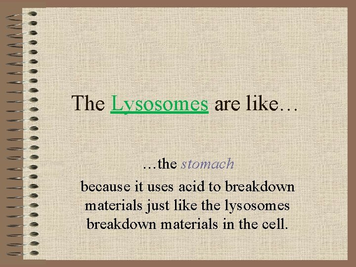 The Lysosomes are like… …the stomach because it uses acid to breakdown materials just