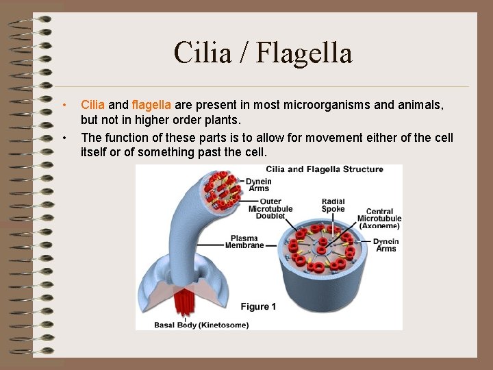 Cilia / Flagella • • Cilia and flagella are present in most microorganisms and