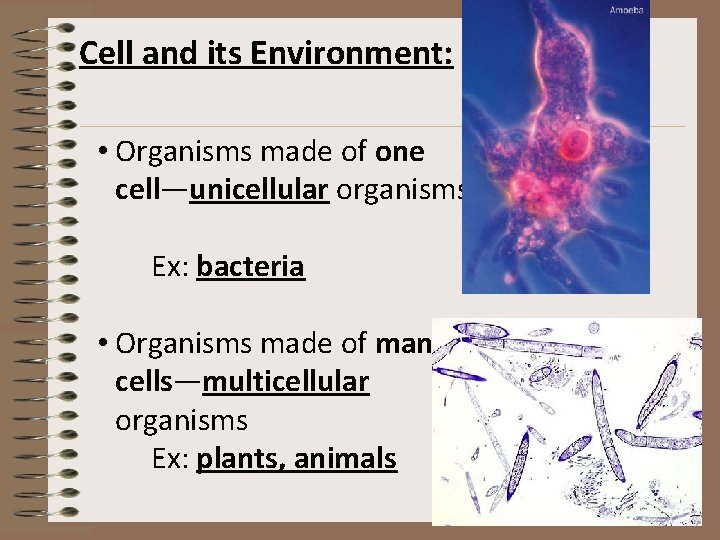 Cell and its Environment: • Organisms made of one cell—unicellular organisms Ex: bacteria •