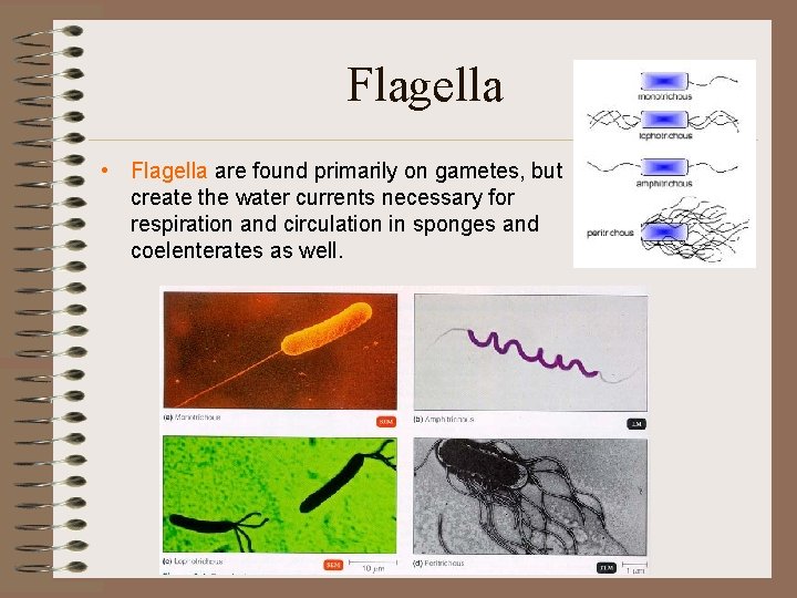 Flagella • Flagella are found primarily on gametes, but create the water currents necessary