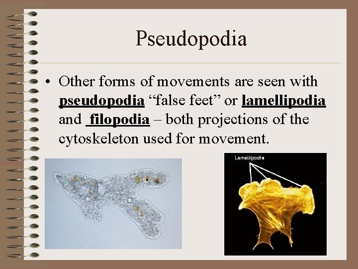 Pseudopodia • Other forms of movements are seen with pseudopodia “false feet” or lamellipodia