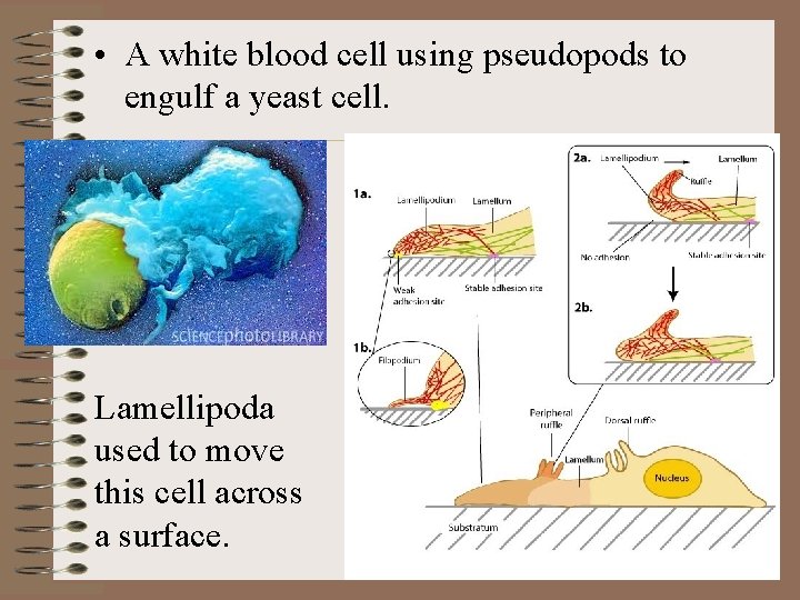  • A white blood cell using pseudopods to engulf a yeast cell. Lamellipoda