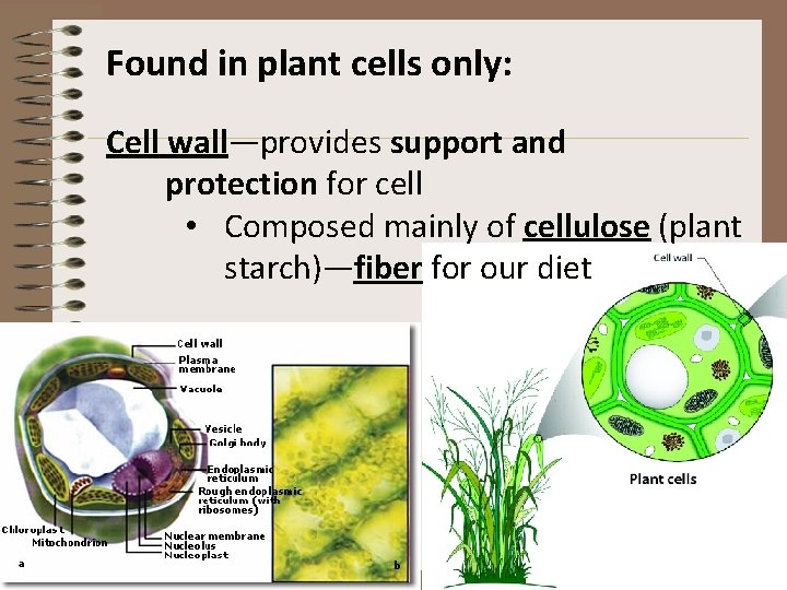 Found in plant cells only: Cell wall—provides support and protection for cell • Composed