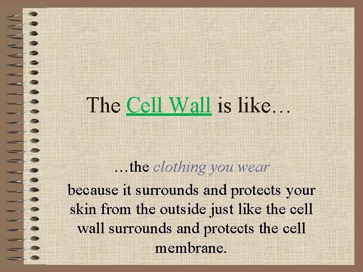 The Cell Wall is like… …the clothing you wear because it surrounds and protects