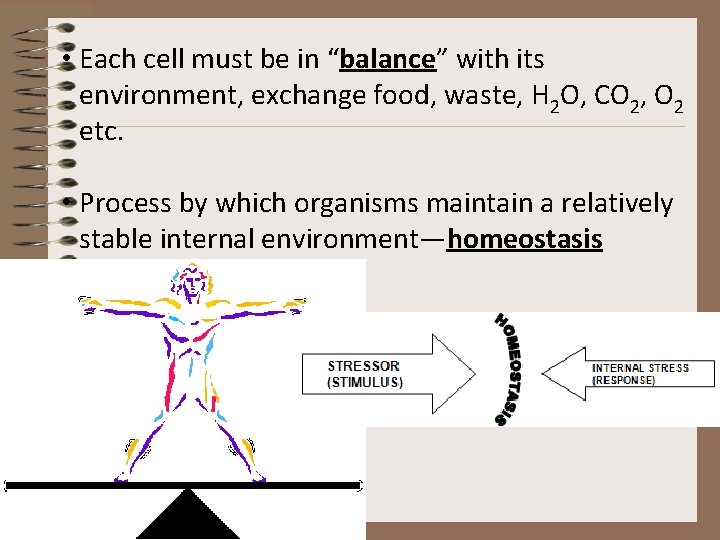  • Each cell must be in “balance” with its environment, exchange food, waste,