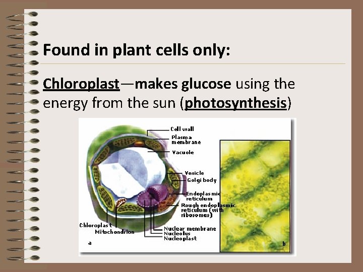 Found in plant cells only: Chloroplast—makes glucose using the energy from the sun (photosynthesis)