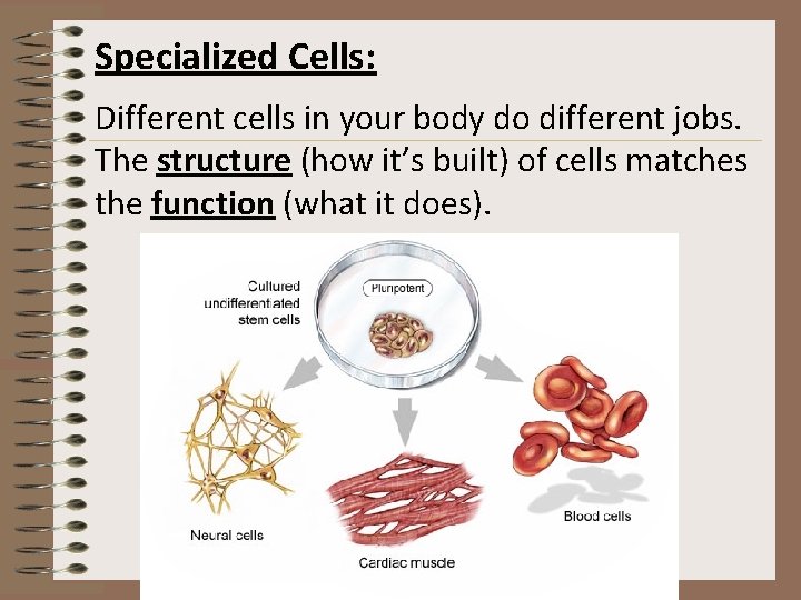 Specialized Cells: Different cells in your body do different jobs. The structure (how it’s