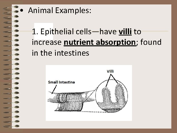  • Animal Examples: 1. Epithelial cells—have villi to increase nutrient absorption; found in