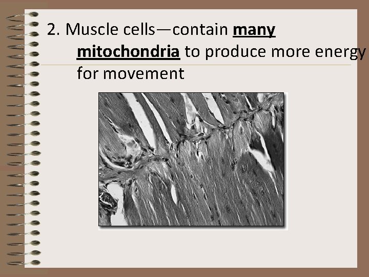 2. Muscle cells—contain many mitochondria to produce more energy for movement 