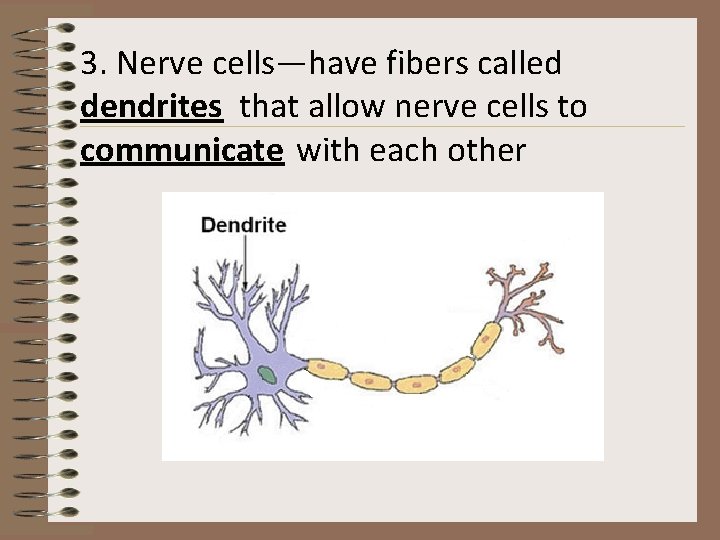 3. Nerve cells—have fibers called dendrites that allow nerve cells to communicate with each