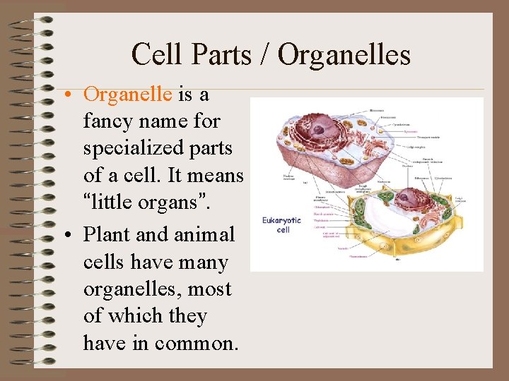 Cell Parts / Organelles • Organelle is a fancy name for specialized parts of