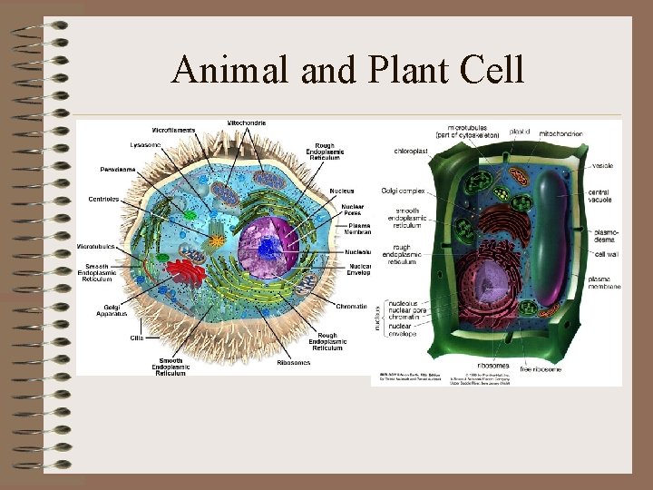 Animal and Plant Cell 