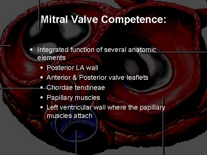 Mitral Valve Competence: § Integrated function of several anatomic elements § Posterior LA wall