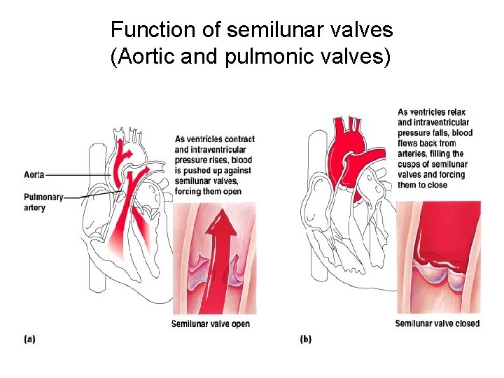 Function of semilunar valves (Aortic and pulmonic valves) 6 