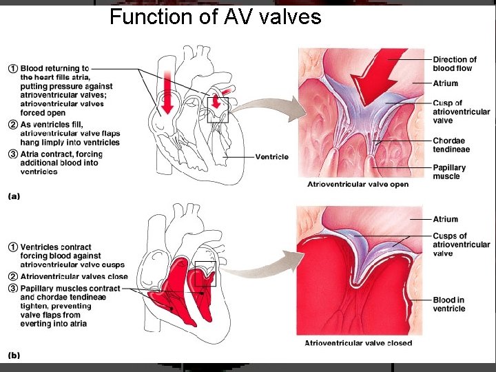 Function of AV valves 7 