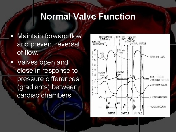 Normal Valve Function § Maintain forward flow and prevent reversal of flow. § Valves