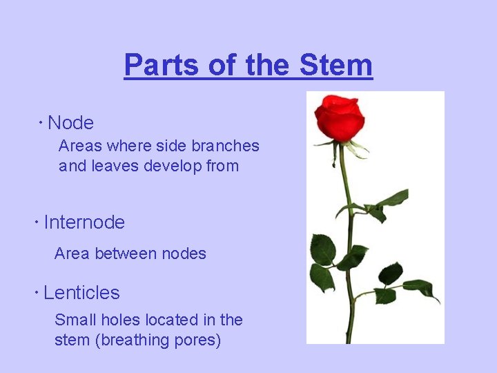 Parts of the Stem Node Areas where side branches and leaves develop from Internode