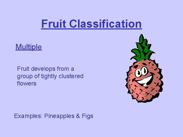 Fruit Classification Multiple Fruit develops from a group of tightly clustered flowers Examples: Pineapples