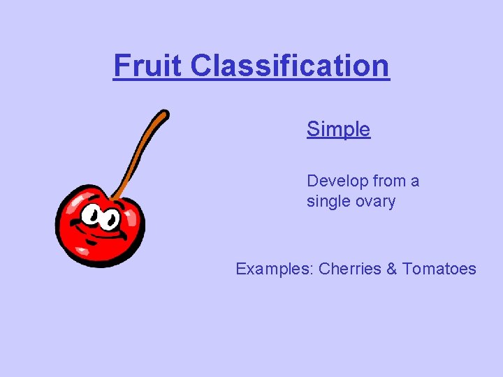 Fruit Classification Simple Develop from a single ovary Examples: Cherries & Tomatoes 