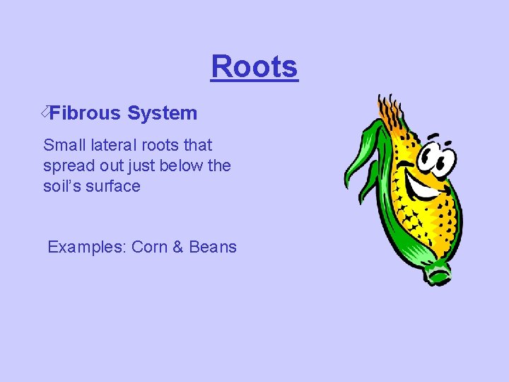 Roots öFibrous System Small lateral roots that spread out just below the soil’s surface