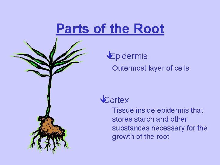 Parts of the Root êEpidermis Outermost layer of cells êCortex Tissue inside epidermis that