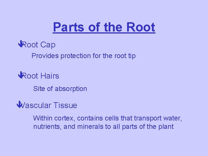 Parts of the Root êRoot Cap Provides protection for the root tip êRoot Hairs