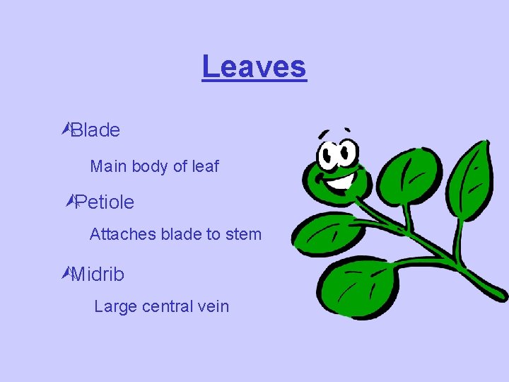 Leaves ÙBlade Main body of leaf ÙPetiole Attaches blade to stem ÙMidrib Large central